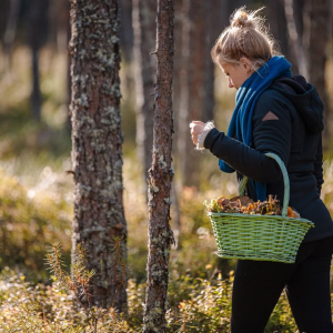 SÜGIS KOPUTAB UKSELE: Kas sinu seenekorv on juba valmis? 🍄🍂

Ilmad on mõnusalt sügisesed ja metsades on valmimas tõeline looduse sahver! See nädalavahetus on ideaalne võimalus võtta pere või sõbrad kaasa ja suunduda iseseisvale avastusretkele. Metsaõhk teeb pea selgeks ja talvevarud täituvad märkamatult! 

📍 Kuhu sel nädalavahetusel Harjumaal sammud seada?

▪ Aegviidu ja Kõrvemaa metsad: Tõeline mustika- ja pohlamajakas! Lisaks tasub piiluda sammaldunud puude alla, sest liikvele on läinud esimesed puravikud ja pilvikuid.

▪ Lahemaa männikud: Kolga ja Loksa ümbruse liivased männimetsad on tuntud heade riisika- ja kukeseenekohtade poolest.

▪ Tallinna lähiümbrus: Kui kaugele ei raatsi sõita, siis Männiku, Harku ja Pääsküla ümbruse metsatukad pakuvad samuti mõnusat korjamisrõõmu.

Võta kaasa korv, nuga, igaks juhuks ka RMK äpp parimate radade leidmiseks ja naudi nädalavahetust värskes õhus! 🗺️

✨ TUNNED END SEENEMETSAS VEEL VEIDI EBAKINDLALT? ✨

Ära muretse, abi on lähedal! Juhendatud ja turvaliseks metsaandide avastamiseks on sul suurepärane võimalus:

🗓️ PÜHAPÄEVAL, 6. SEPTEMBRIL saab ühineda eksklusiivse retkega Juminda poolsaarel, mida juhib tuntud mükoloog Veiko Kastanje! 

Selle retke käigus õpid:
✅ Tundma meie metsa levinumaid ja maitsvamaid söögiseeni.
✅ Eristama söödavaid seeni nende ohtlikest teisikutest.
✅ Mõistma seente tunnuseid ja nende eelistatud kasvukohti. 

Tule üksi või koos kaaslasega, saa seenetargaks ja tee oma järgmised metsaskäigud täiesti julgelt!

👉 Vaata täpsemat infot ja liitu üritusega siin: https://fb.me/e/51P5QnGD1  

Kohtumiseni seenel! 🧺🌲

📸 Priidu Saart, Hans Markus Antson, Ken Mürk / Toolbox Estonia







